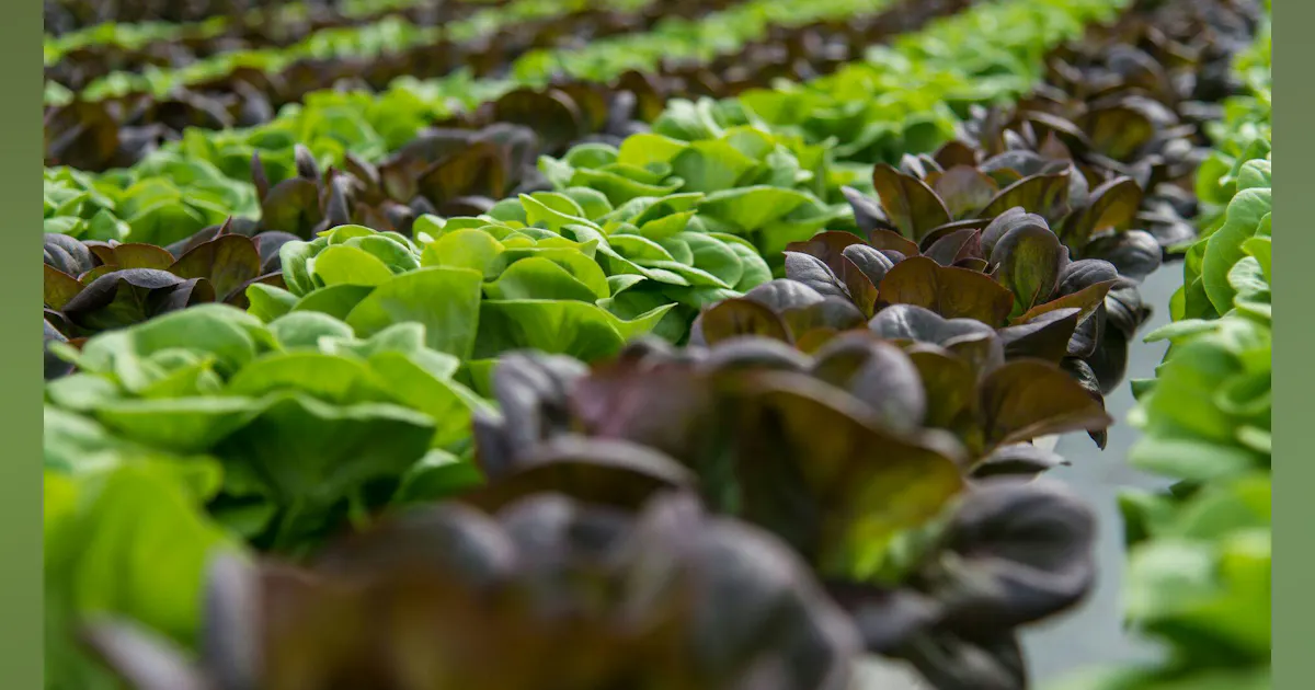 Mission Critical: Proactive Risk Management in AgTech Mission Critical: Proactive Risk Management in AgTech