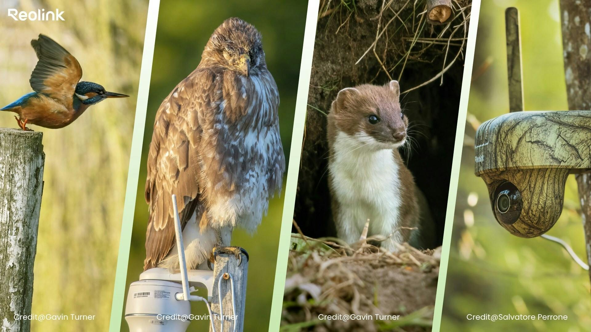 Reolink Earth Day 2025: Partnering with NGOs to drive global conservation