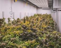 Manzanita Security’s recapitalization and rebranding supports expanded security services for cannabis grow operations and dispensaries across California. Manzanita Security’s recapitalization and rebranding supports expanded security services for cannabis grow operations and dispensaries across California.