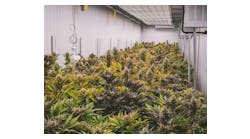 Manzanita Security’s recapitalization and rebranding supports expanded security services for cannabis grow operations and dispensaries across California. Manzanita Security’s recapitalization and rebranding supports expanded security services for cannabis grow operations and dispensaries across California.